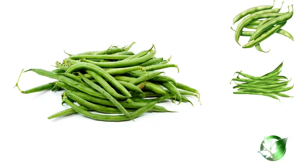 Commercial presentation of Frozen Green Beans for wholesale product evaluation and buyer review.